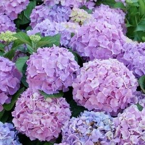 Meet your Posher, Trendy